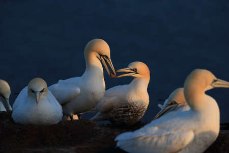 Northern Gannet (Morus bassanus) Heligoland Germany