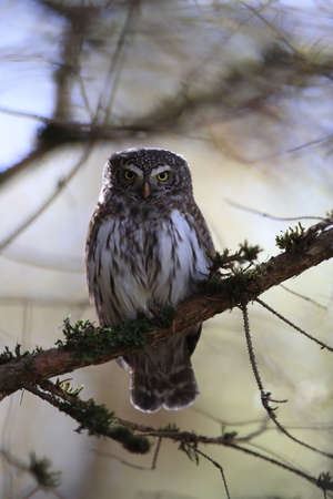 Eurasian pygmy owl Swabian Jurassic, Swabian Alps, Germanyの写真素材