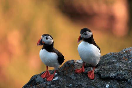 Atlantic Puffin or Common Puffin, Fratercula arctica, Norwayの写真素材