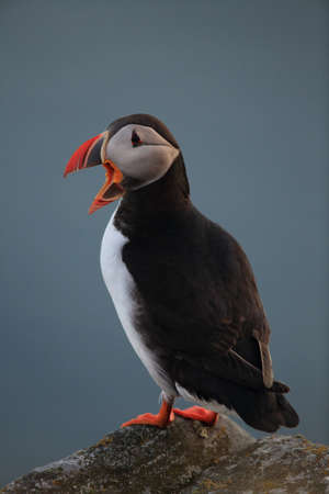 Atlantic Puffin or Common Puffin, Fratercula arctica, Norway