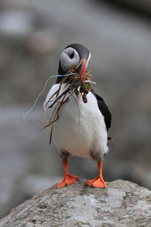 Atlantic Puffin or Common Puffin, Fratercula arctica, Norwayの写真素材