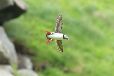 Atlantic Puffin or Common Puffin, Fratercula arctica, Norway