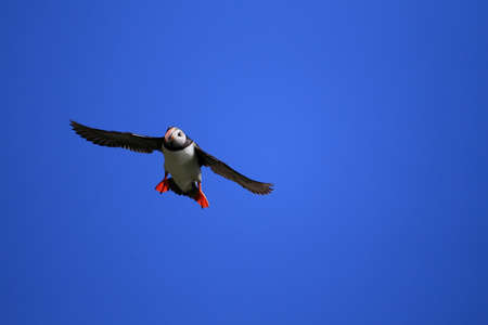 Atlantic Puffin or Common Puffin, Fratercula arctica, Norwayの写真素材