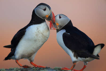 Atlantic Puffin or Common Puffin, Fratercula arctica, Norwayの写真素材