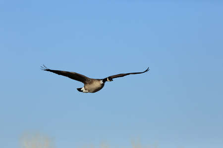 Canada goose (Branta canadensis)  New Mexicoの写真素材