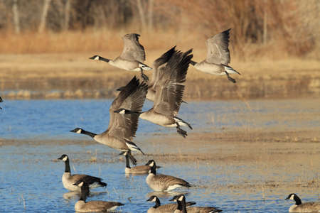 Canada goose (Branta canadensis)  New Mexicoの写真素材