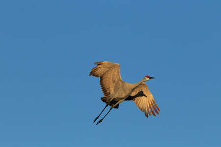 sand hill crane (Grus canadensis) at Bosque del Apache National Wildlife Refugeの写真素材
