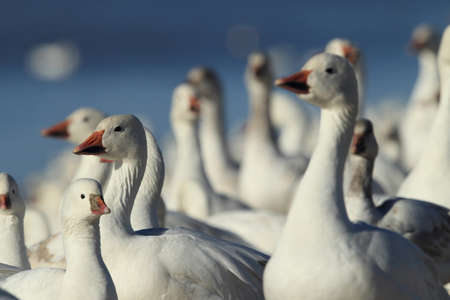 Snow geese Bosque del Apache, New Mexico USAの写真素材