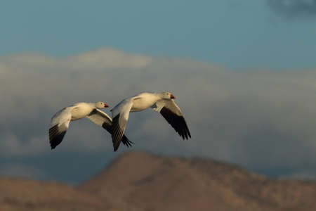 Snow geese Bosque del Apache, New Mexico USA