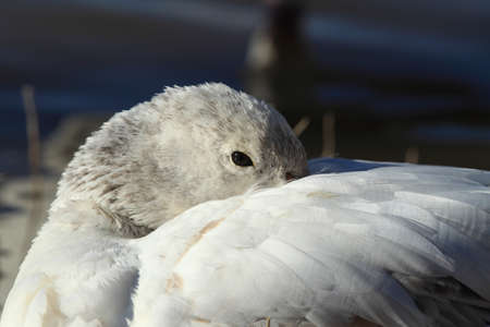 Snow geese Bosque del Apache, New Mexico USAの写真素材