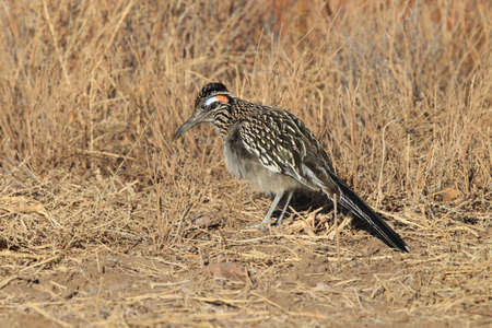 Roadrunner Bosque del Apache wildlife refuge in New Mexico.