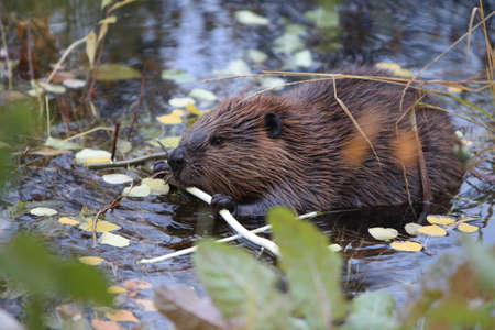 North American Beaver (Castor canadensis) eating,  Alaska