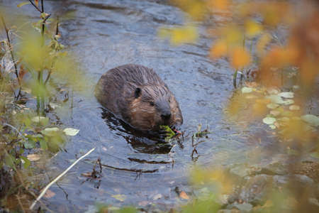 North American Beaver (Castor canadensis) eating,  Alaska