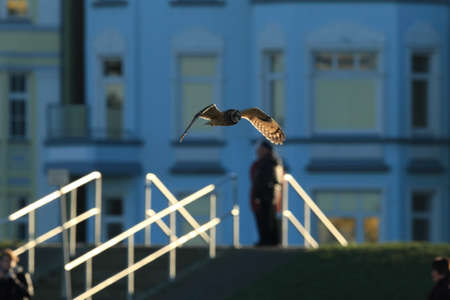 short-eared owl (Asio flammeus) Cuxhaven Germanyの写真素材