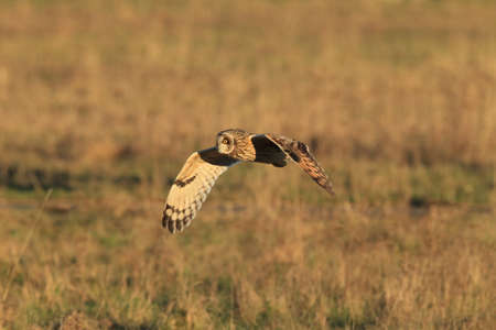 short-eared owl (Asio flammeus) Cuxhaven Germanyの写真素材