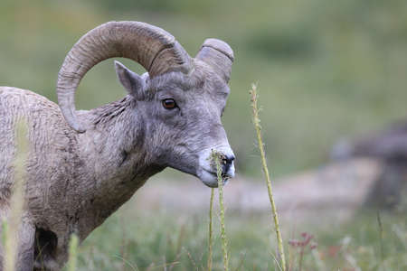 Bighorn Sheep Glacier National Park Montana USAの写真素材