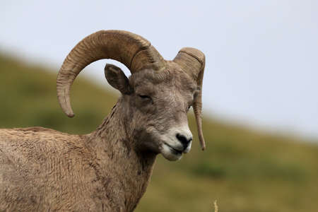 Bighorn Sheep Glacier National Park Montana USAの写真素材