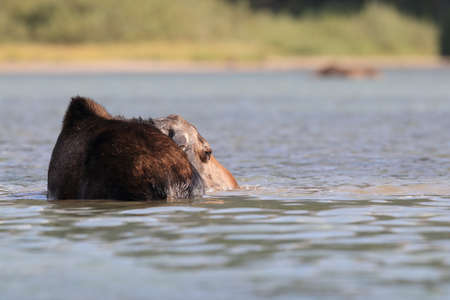 Moose Feeding in Pond in Glacier National Park in Montana USAの写真素材