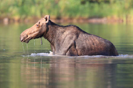 Moose Feeding in Pond in Glacier National Park in Montana USAの写真素材