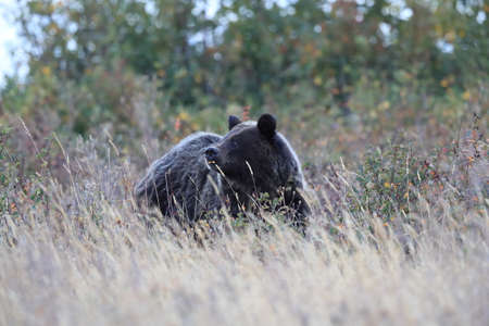 Grizzly bear (Ursus arctos horribilis), Glacier National Park, Montana, United States of America, North Americaの写真素材