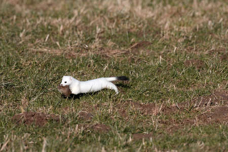 stoat (Mustela erminea),short-tailed weasel Germanyの写真素材