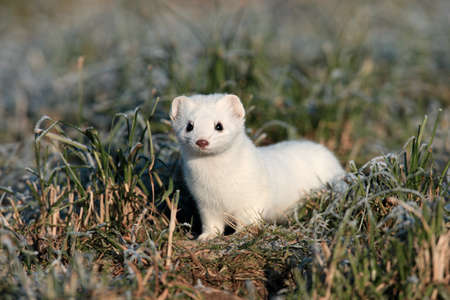 stoat (Mustela erminea),short-tailed weasel Germanyの写真素材