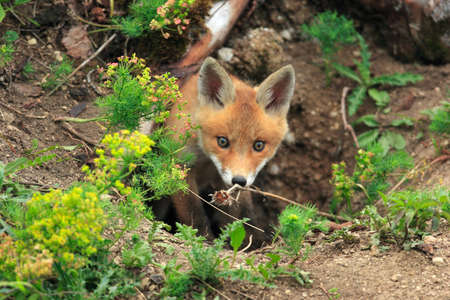 family of red foxes playing near the burrow ( Vulpes cubs )