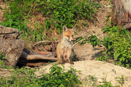family of red foxes playing near the burrow ( Vulpes cubs )