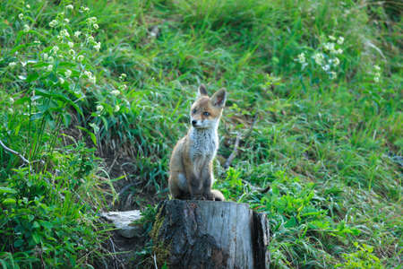 family of red foxes playing near the burrow ( Vulpes cubs )