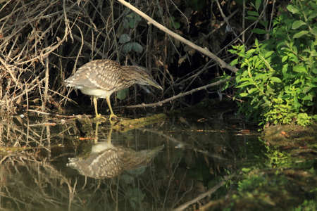 black-crowned night heron (Nycticorax nycticorax)  BADEN WÃœRTTEMBERG Germany