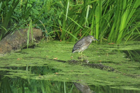 black-crowned night heron (Nycticorax nycticorax)  BADEN WÃœRTTEMBERG Germany