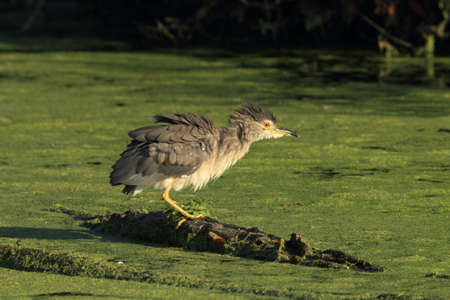 black-crowned night heron (Nycticorax nycticorax)  BADEN WÃœRTTEMBERG Germany
