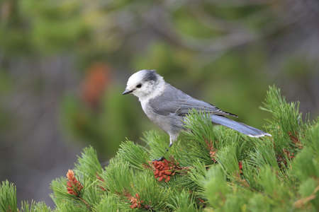 Gray Jay - Perisoreus canadensis, perched in a tree Glacier NP Montanaの写真素材