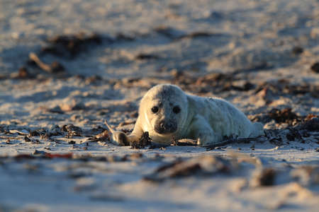 Gray Seal (Halichoerus grypus) Pup  Helgoland Germanyの写真素材