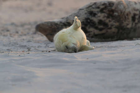 Grey Seal (Halichoerus grypus) Pup Helgoland Germanyの写真素材