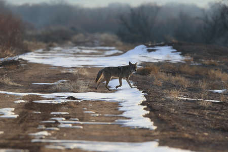Coyote(s) in Bosque del Apache national wildlife refuge in New Mexico,USA