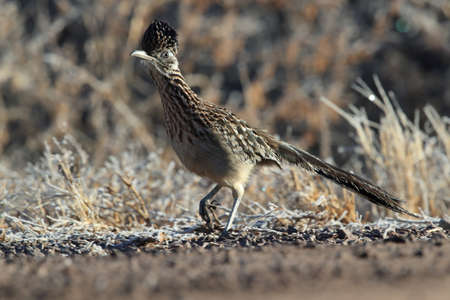 Roadrunner Bosque del Apache wildlife refuge in New Mexico,USAの写真素材