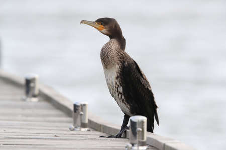 great cormorant (Phalacrocorax carbo) Cormorant is sitting at the boat landing stage Germanyの写真素材