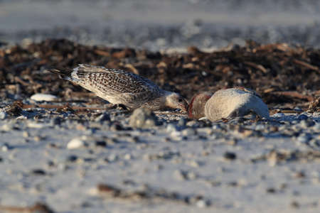 gull Eats dead harbour seal, helgoland germanyの写真素材