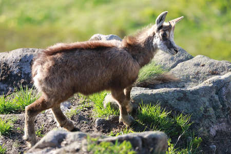 Chamois (Rupicapra rupicapra)  Vosges Mountains, France