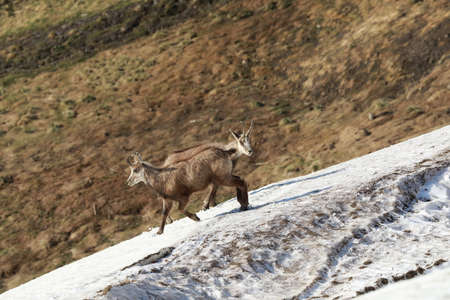 Chamois (Rupicapra rupicapra)  Vosges Mountains, Franceの写真素材