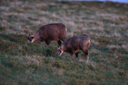 Chamois (Rupicapra rupicapra)  Vosges Mountains, Franceの写真素材