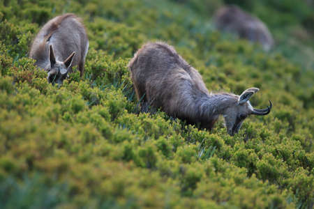 Chamois (Rupicapra rupicapra)  Vosges Mountains, Franceの写真素材