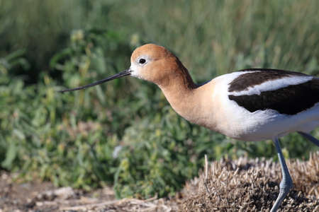 American Avocet Oregon USAの写真素材