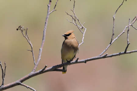 Cedar Waxwing perched on branch,USAの写真素材