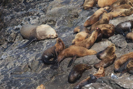 Sea Lion Caves - Florence Oregon USA