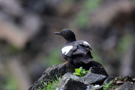Pigeon Guillemot , Oregon Coast USAの写真素材