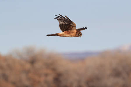 Northern Harrier ,Hawk, Bosque del Apache,wildlife reserve , New Mexico,USAの写真素材
