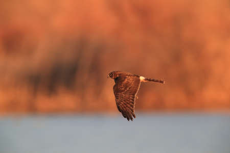 Northern Harrier ,Hawk, Bosque del Apache,wildlife reserve , New Mexico,USAの写真素材