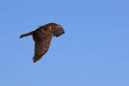 Northern Harrier ,Hawk, Bosque del Apache,wildlife reserve , New Mexico,USAの写真素材